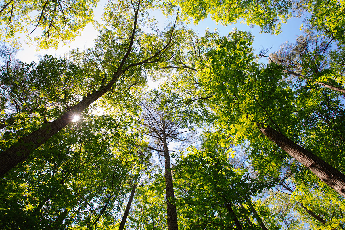 Bäume im Wald von unten fotografiert