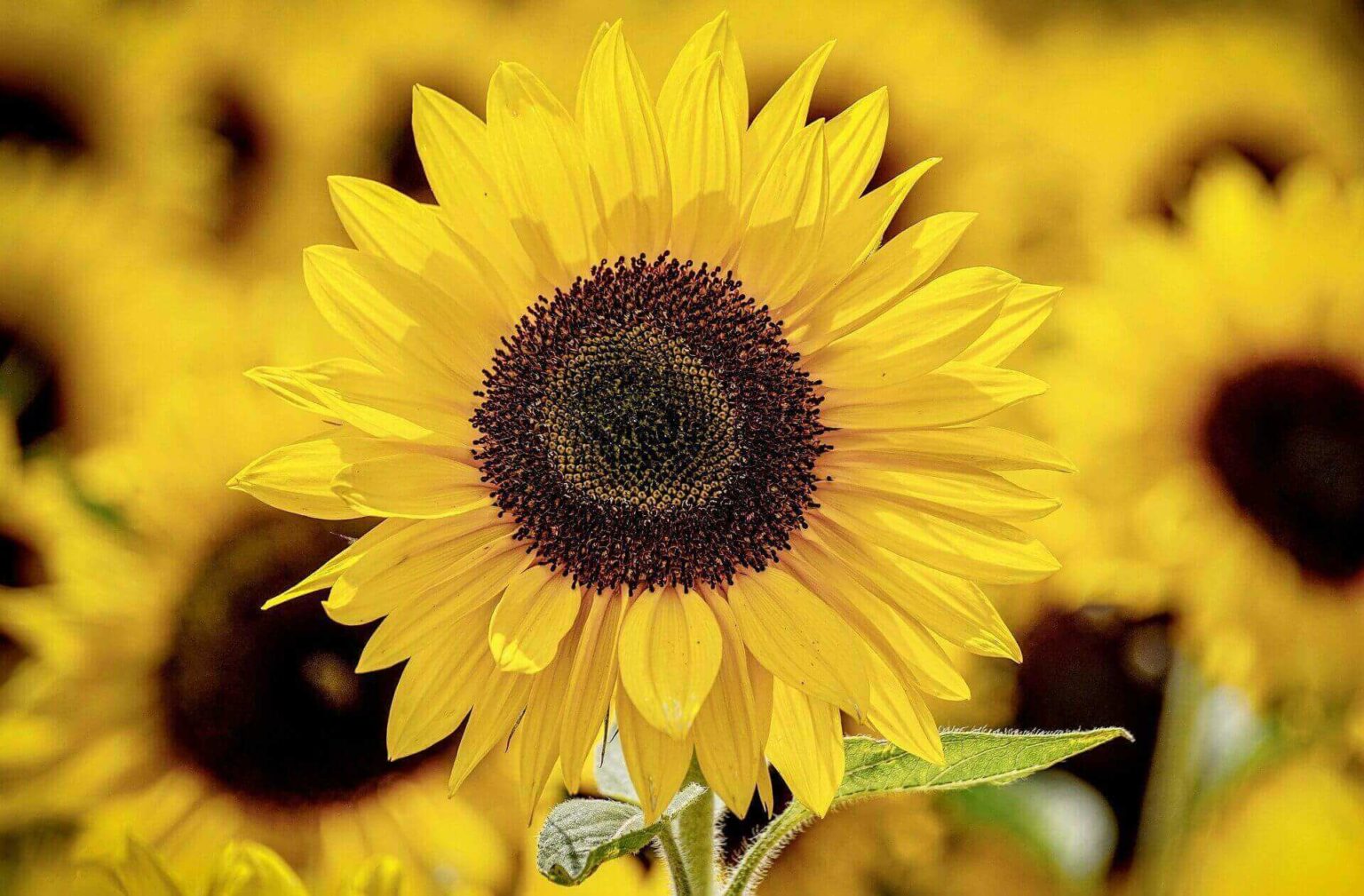 Köpfe von Sonnenblumen als Symbol für die Sommerpause bei Wasi